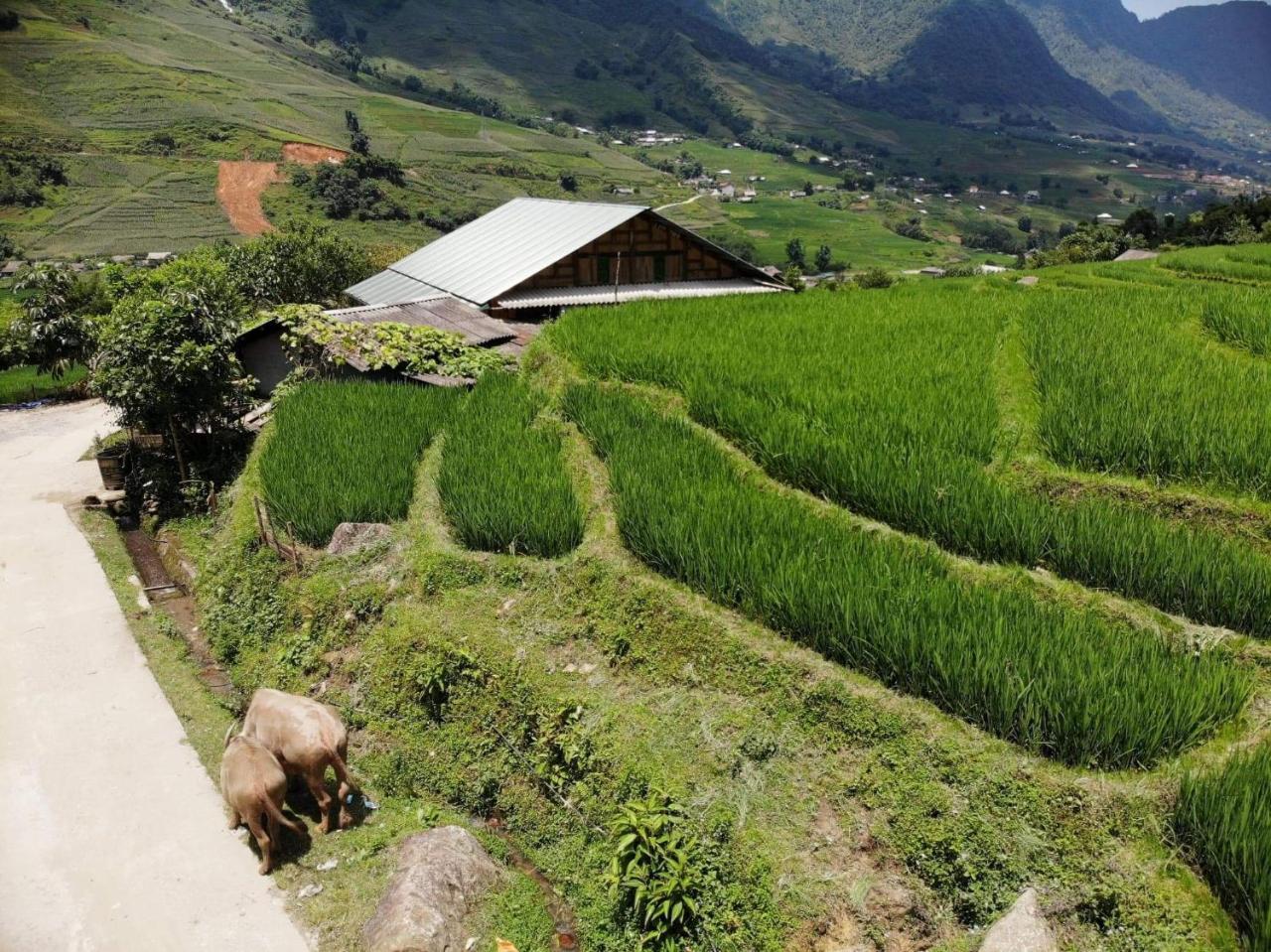 Ta Van Green Hills Homestay Sapa Eksteriør billede